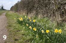 daffodils
